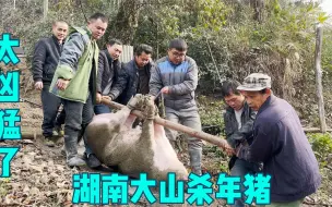 下载视频: 湖南大山杀年猪，350斤大肥猪，7个老乡差点摁不住，简直太凶猛了