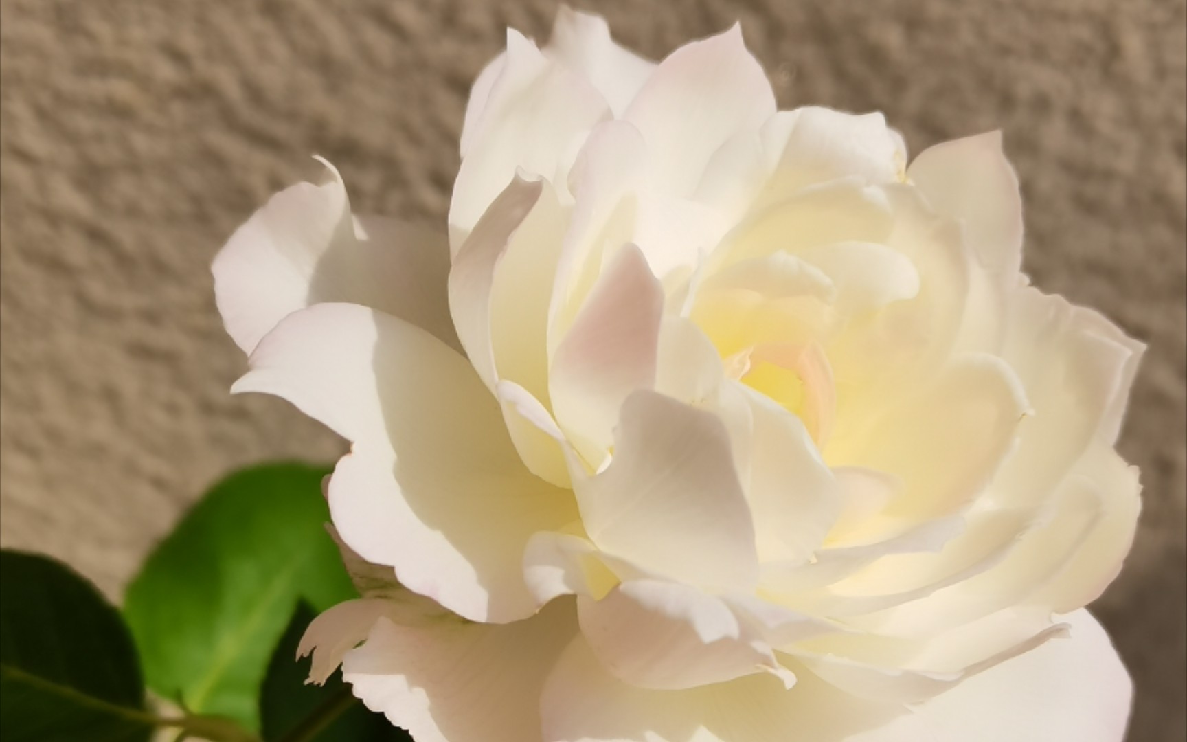 活动作品月季乐柏很仙女的花轻盈飘逸