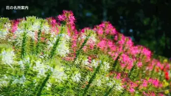 日本旅游攻略 北海道富良野一日游 札幌出发 带你走访北海道知名赏花圣地 哔哩哔哩 Bilibili