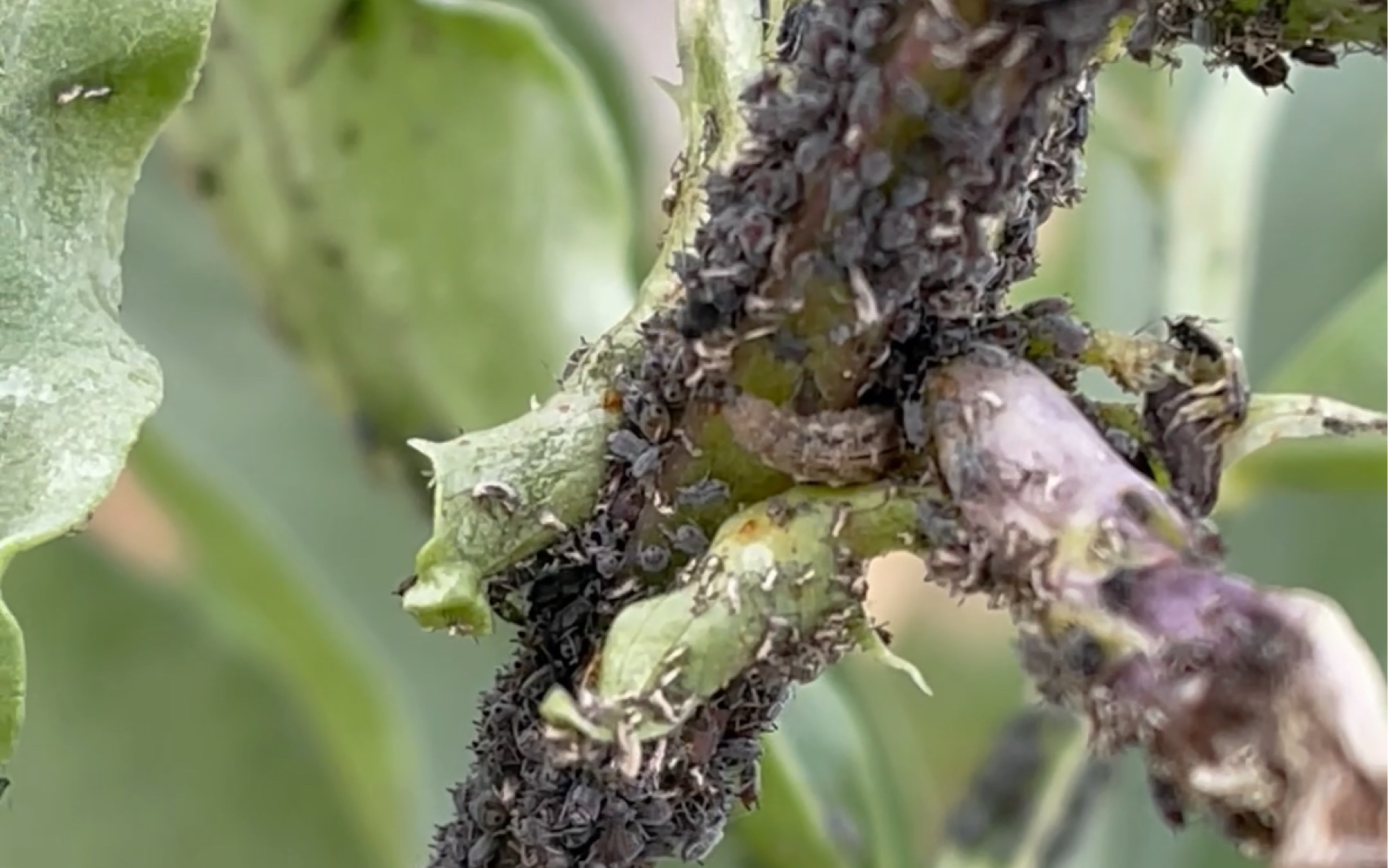 食蚜斑腹蝇图片