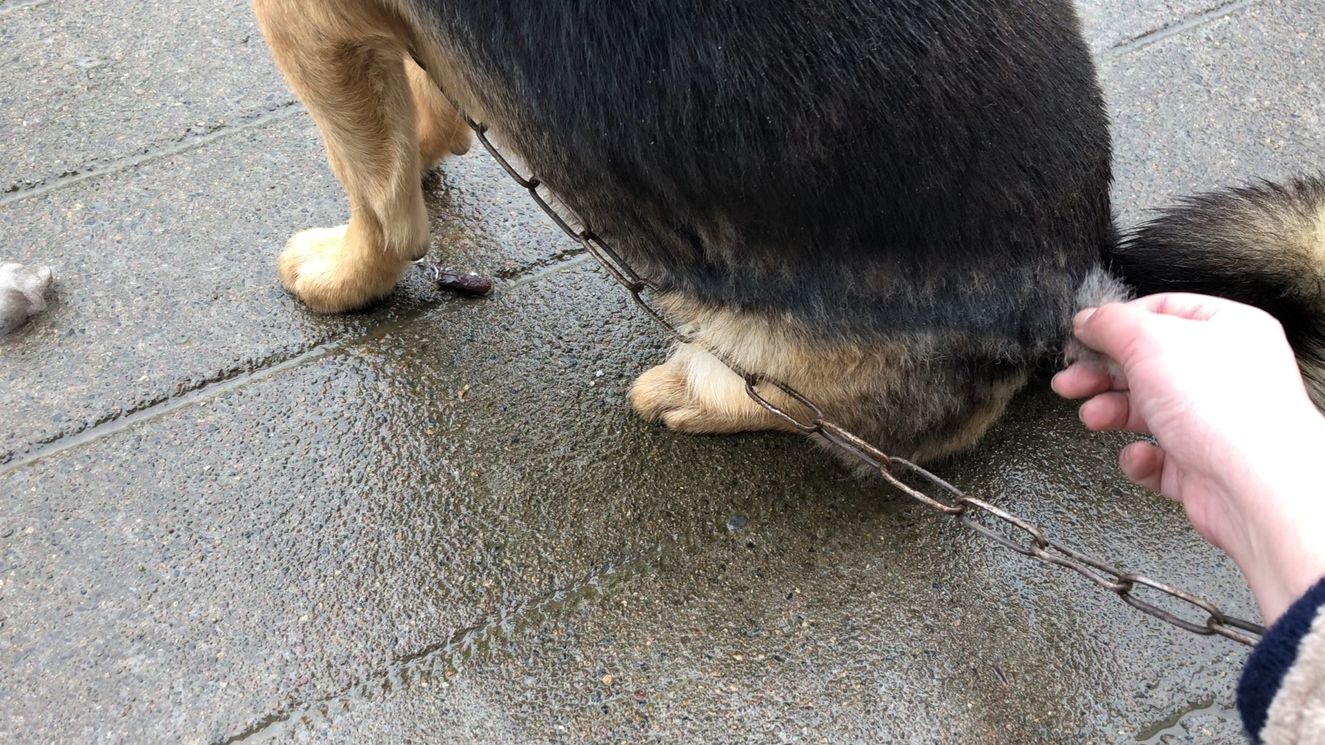 【中华田园犬】胖乌开始换毛了,阿婆主终于伸出了自己的魔爪,扯毛毛!