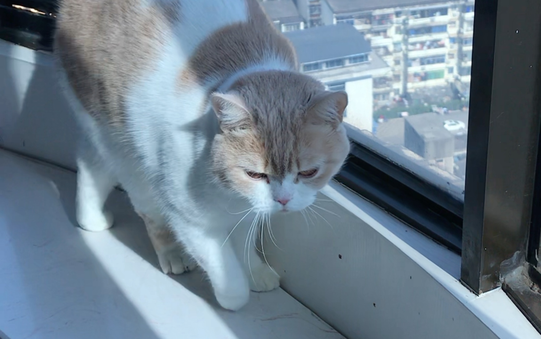 猫咪格里斯日常你们有没有被鸽子放过鸽子