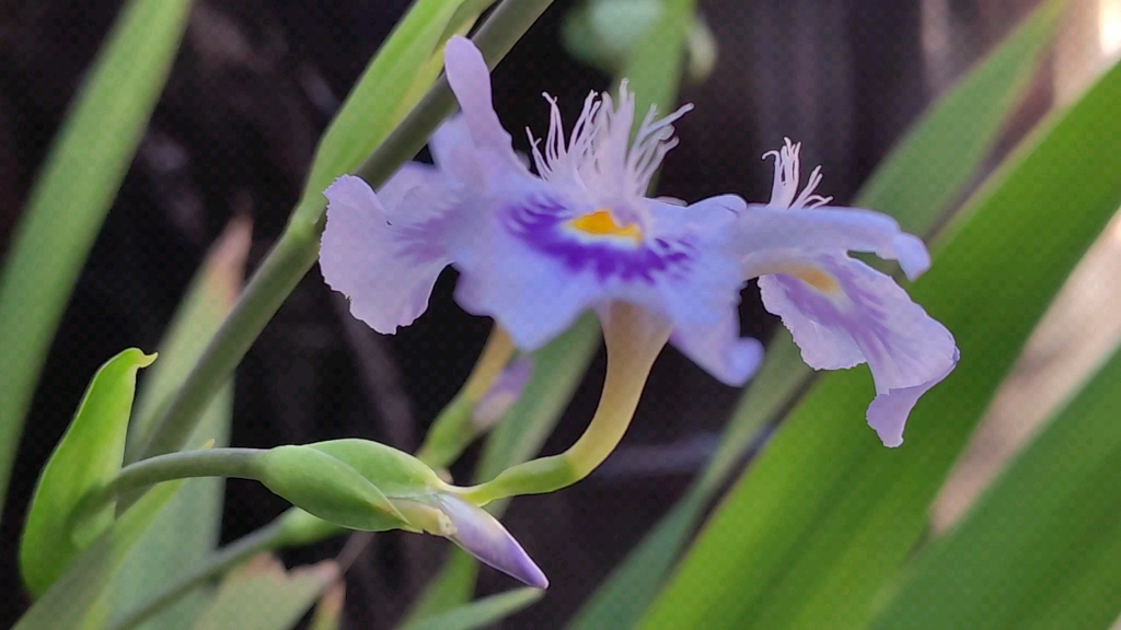 给家人带来幸福的扁竹兰