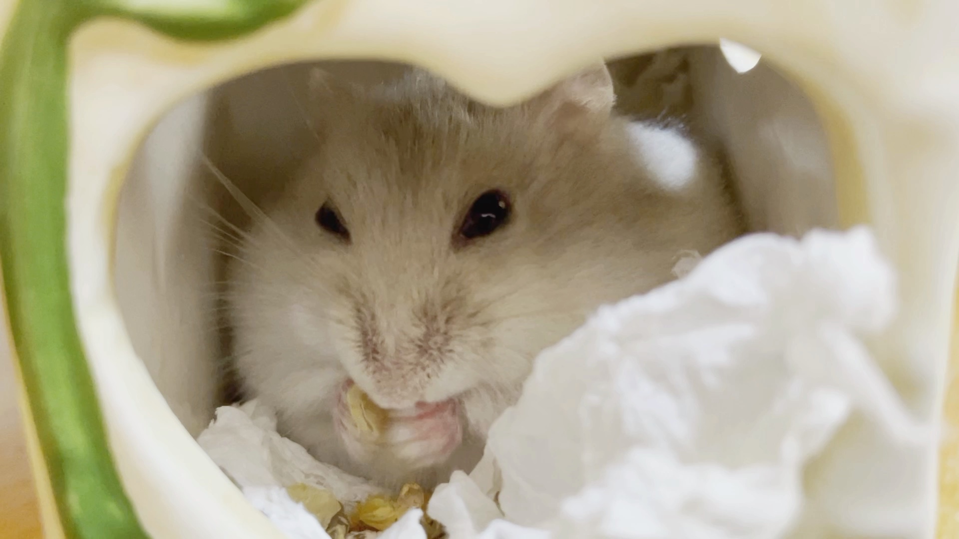 【仓鼠】一个长达五分钟的吃饭视频