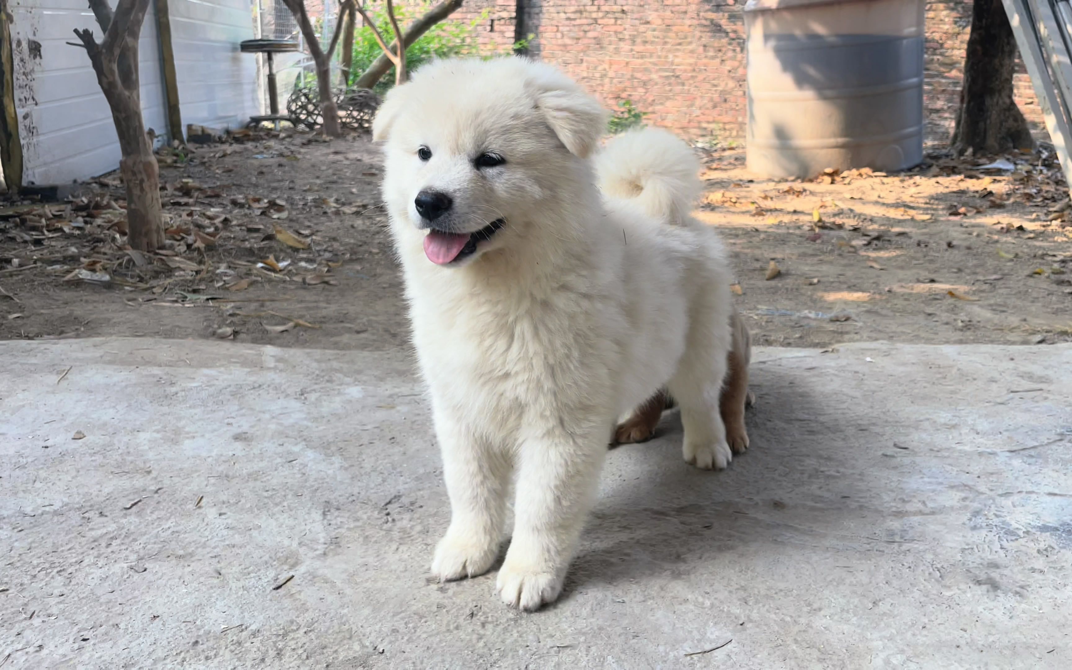 一条性格温顺的小土松,它在等着新主人