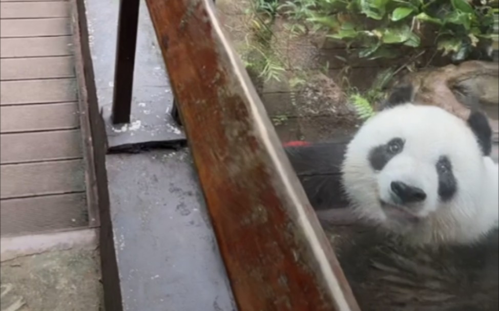 超热情超嗨的贡贡,大清早毁树下河犁了两亩地海南热带野生动植物园有限公司10月6日直播录屏哔哩哔哩bilibili