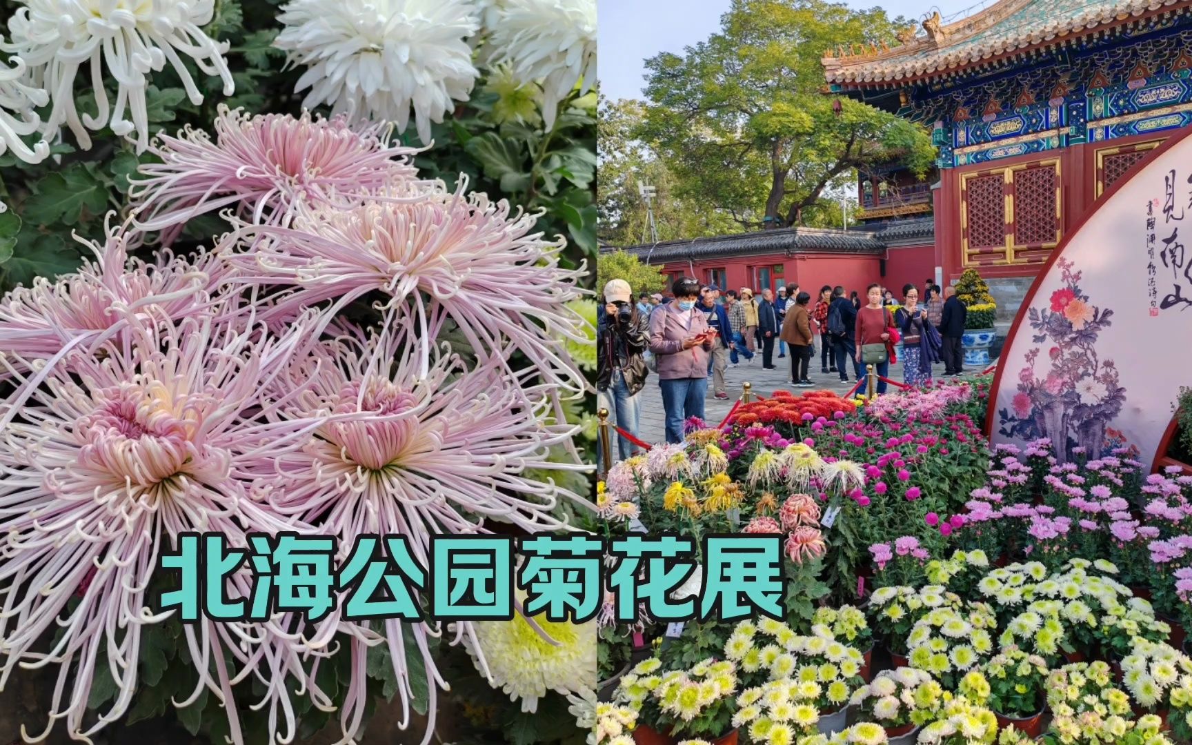 [图]北京北海公园15000株菊花展出了，花团锦簇正是盛花期，不要错过