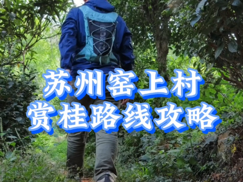分享一条苏州窑上村赏桂徒步路线，趁着桂花最后的花期，周末可以去走一下，路线简单，适合新手入门，亲子徒步，山路上积满了桂花，林中满是桂