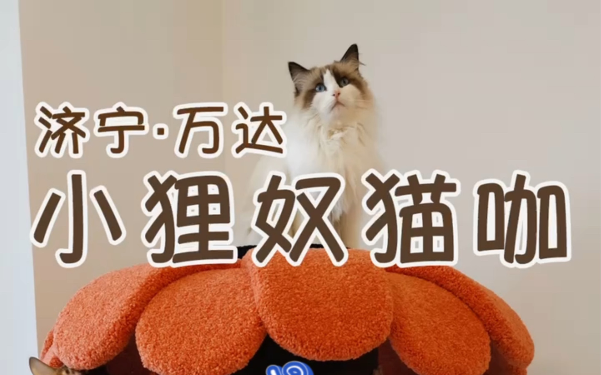 济宁万达小狸奴猫咖 猫咪领养和售卖哔哩哔哩bilibili