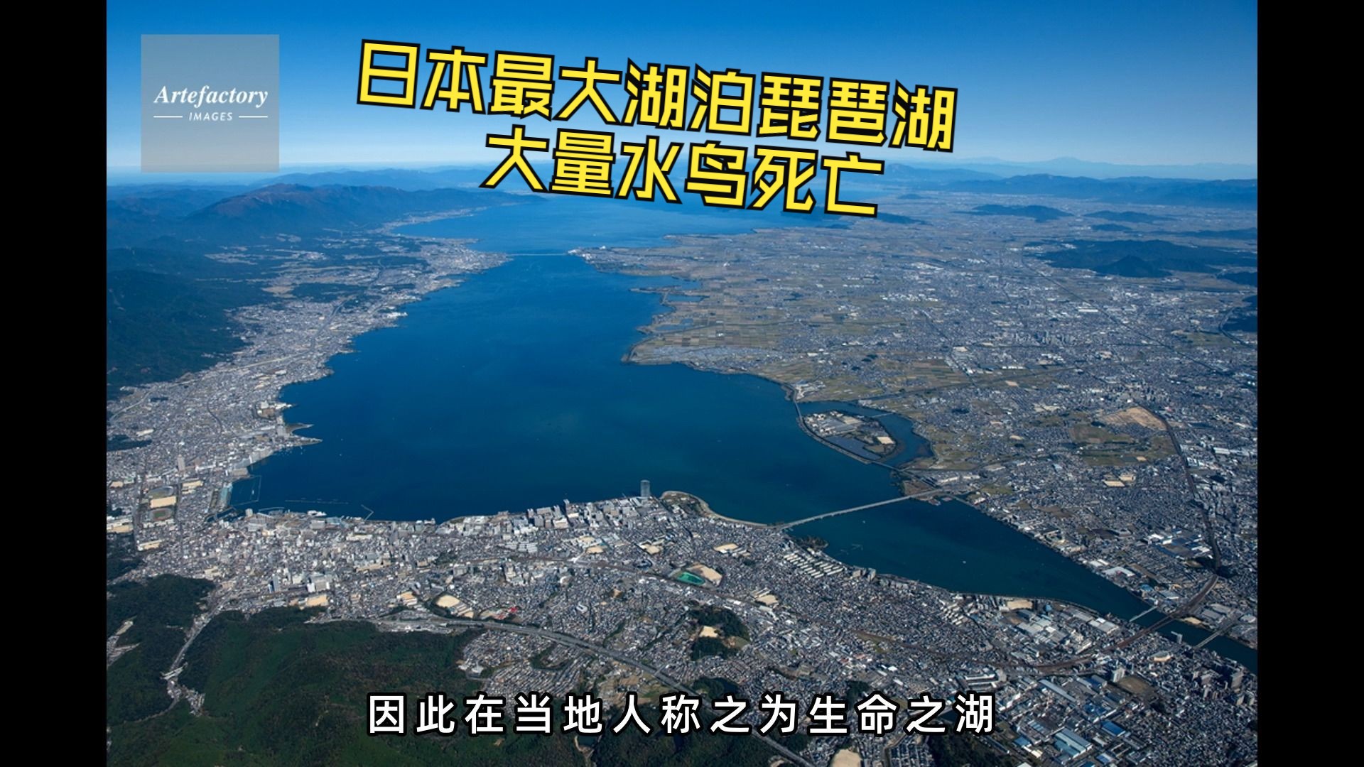 日本最大湖泊琵琶湖西南岸的大津市大津港近期有大量水鸟死亡哔哩哔哩bilibili