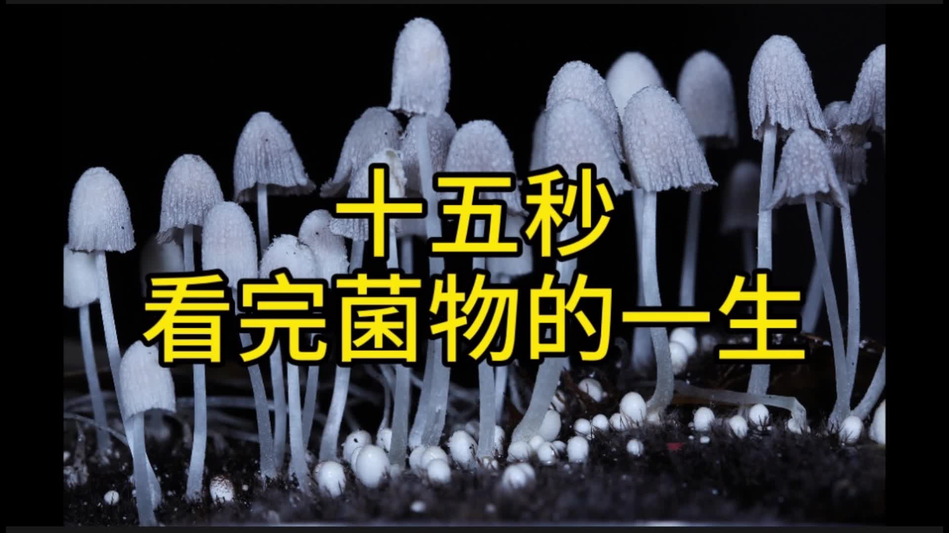 15秒看完菌物的一生,依次是发网菌、费赖斯拟鬼伞、水玉霉、弹球菌、须霉、白玉菇哔哩哔哩bilibili