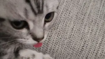 2020年的暑假 第二只小猫妹妹接来了_上_可爱 想扑