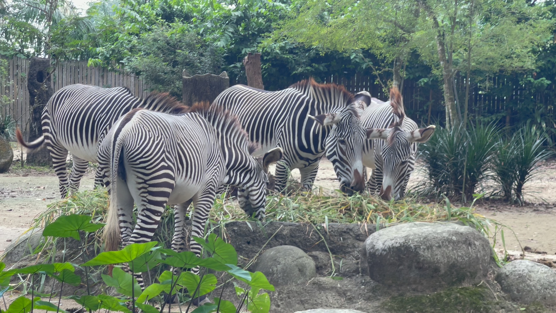沉浸式跟up主看斑马吃播!新加坡动物园斑马!