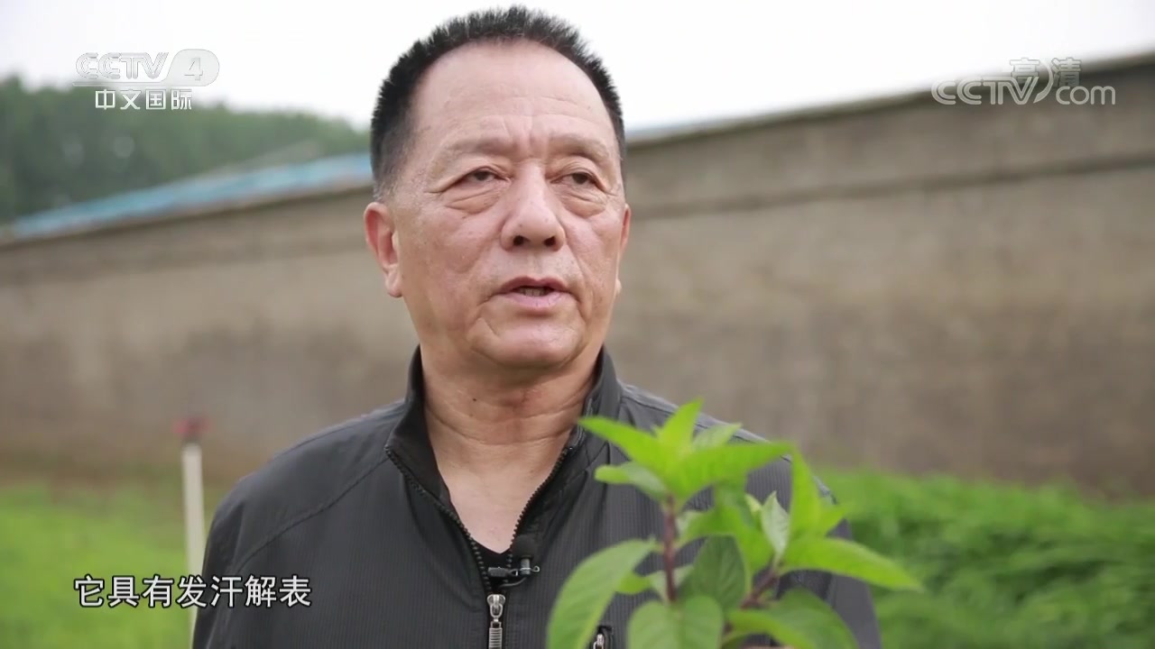 北京四惠西区医院王泽民主任讲述身边的中草药健康汇.mp4.哔哩哔哩bilibili