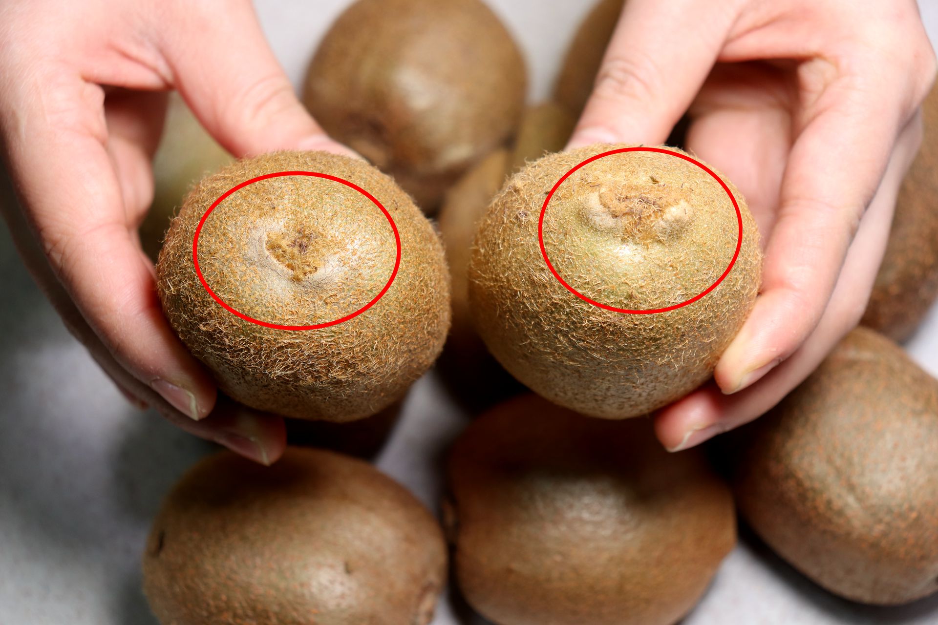 猕猴桃一定挑"母的",30年果农教你一招,一挑一个准,太管用了