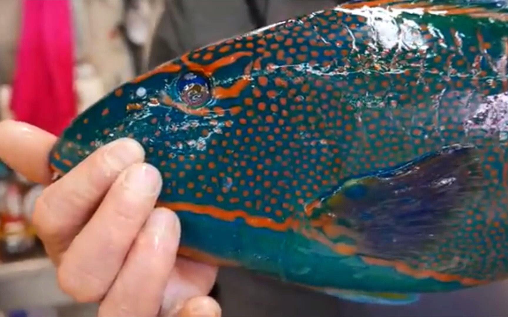 日式料理五彩鹦鹉鱼刺身