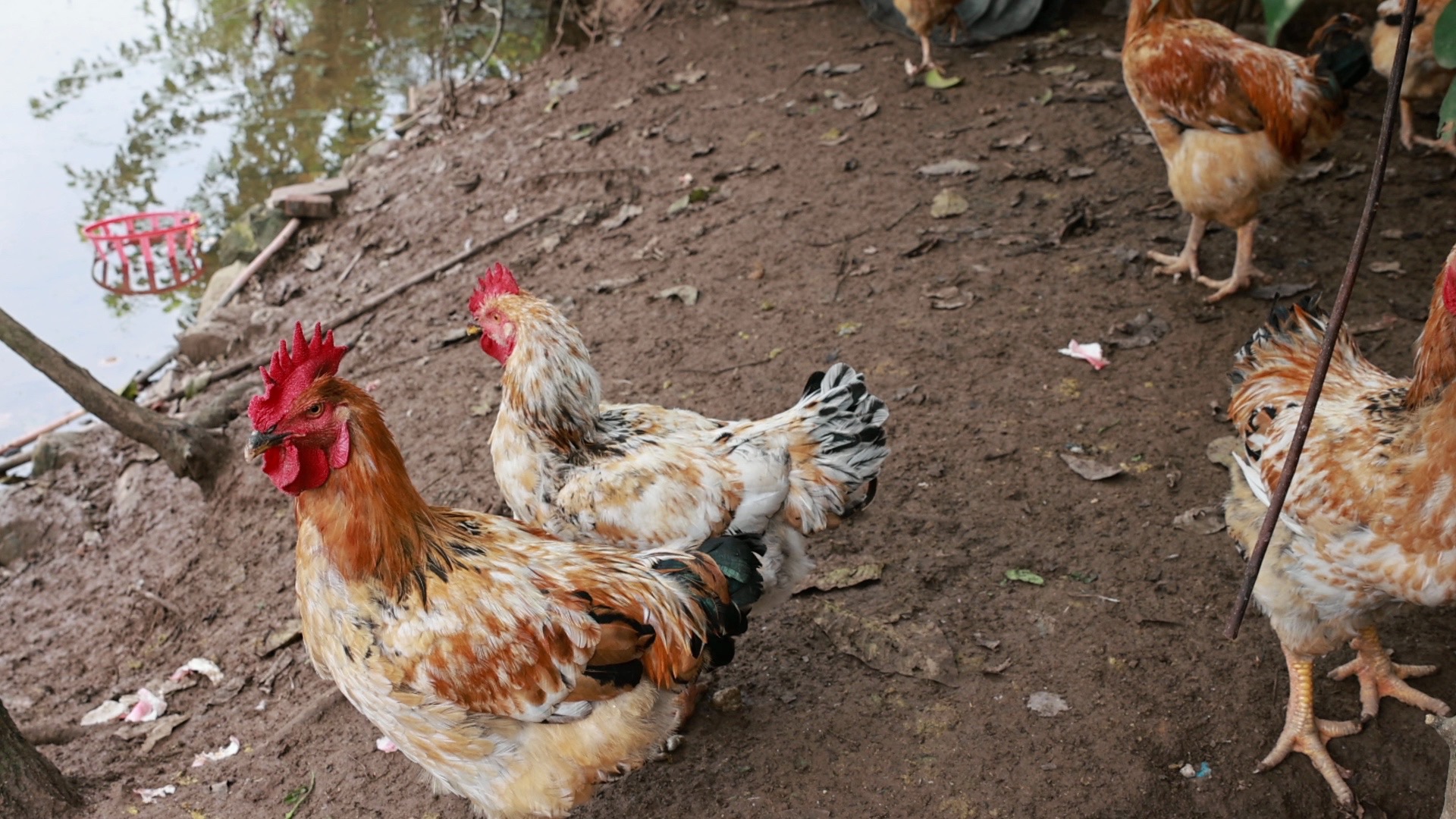 鸡对各种鸟叫的声音反应不一样