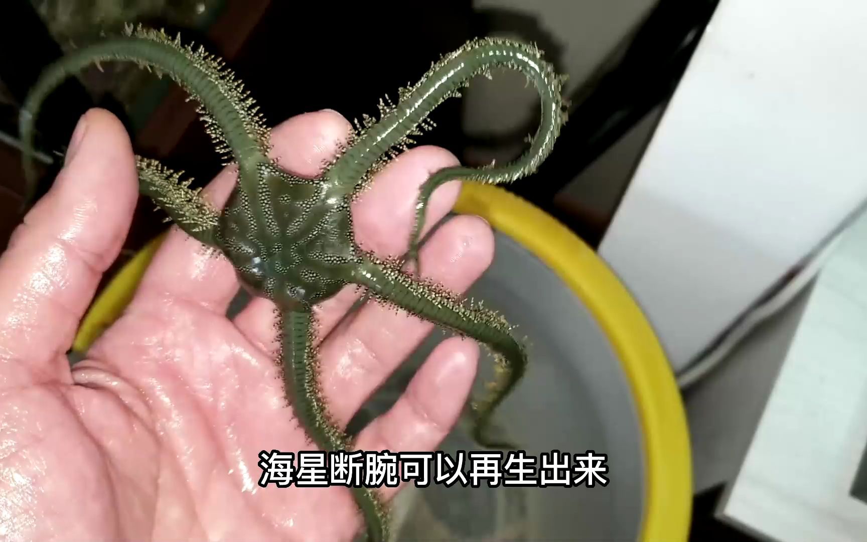 羽毛海星是动物还是植物?