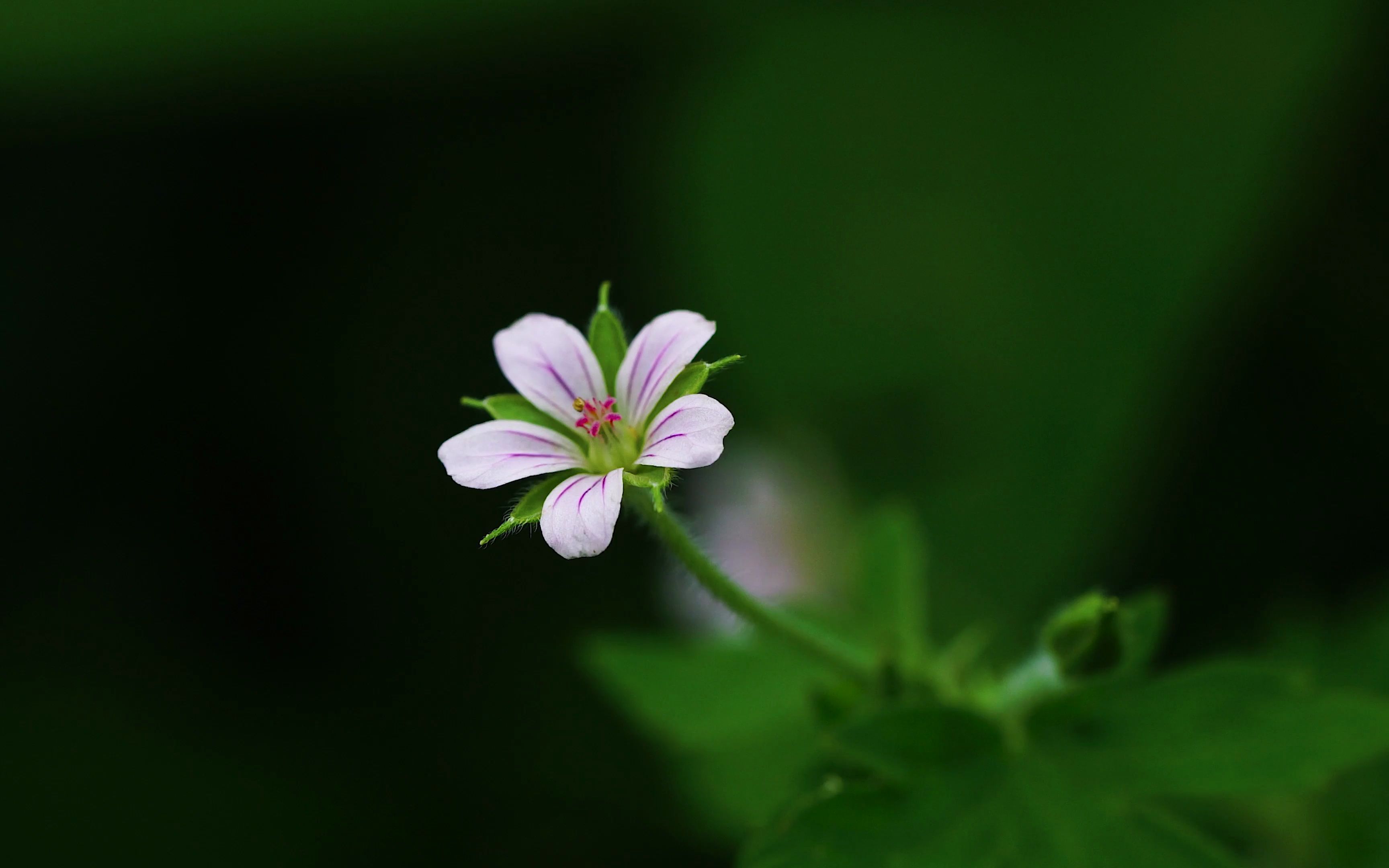 空镜头视频小花野花野草素材分享