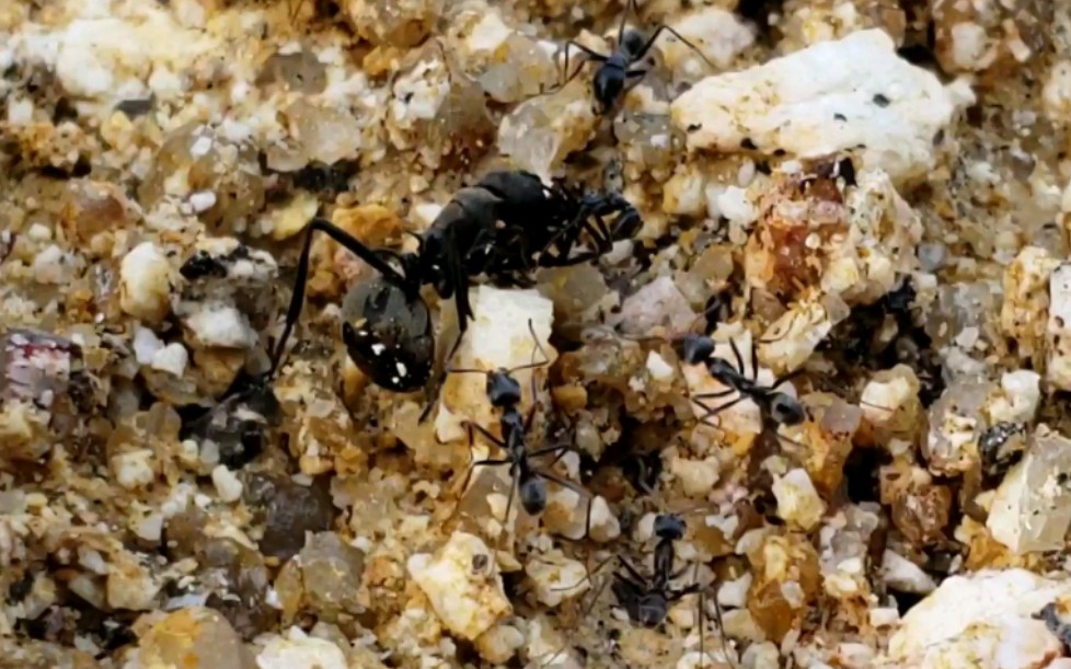 扁平虹臭蚁把闯入领地的双齿多刺蚁打得落荒而逃_哔哩哔哩 (゜-゜)つ