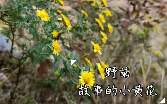 故事的小黄花——野菊花哔哩哔哩bilibili