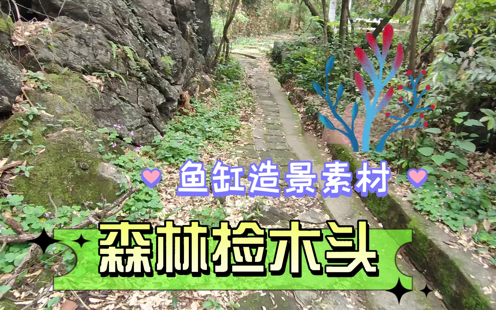 【菌临水族17】小伙想省钱鱼缸造景,去森林捡素材,结果无语!哔哩哔哩bilibili