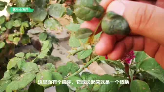 Скачать видео: 扦插的好时节，今天再扦插一些月季，详细扦插步骤都在这里了