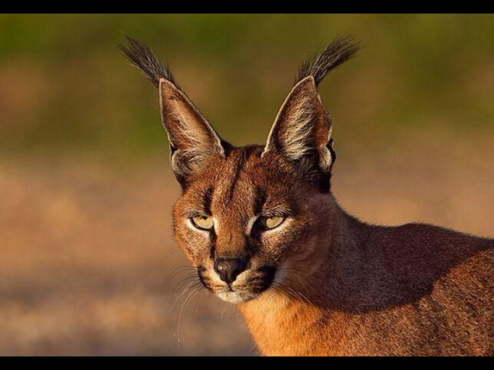 【猎猫】丛林法则,猫猫崇崇