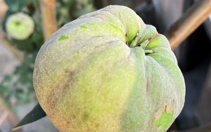 果实成熟后有苹果的馨香. --(山东省以临沂市榅桲树最多!