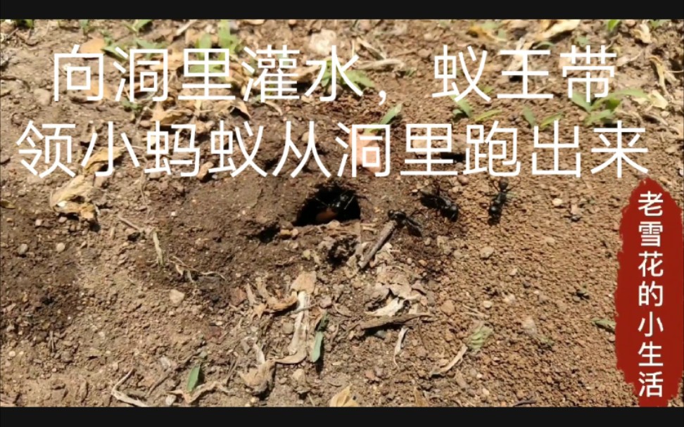 向3個螞蟻洞灌水蟻王以為下雨了慌忙帶著小螞蟻從洞裡跑出來