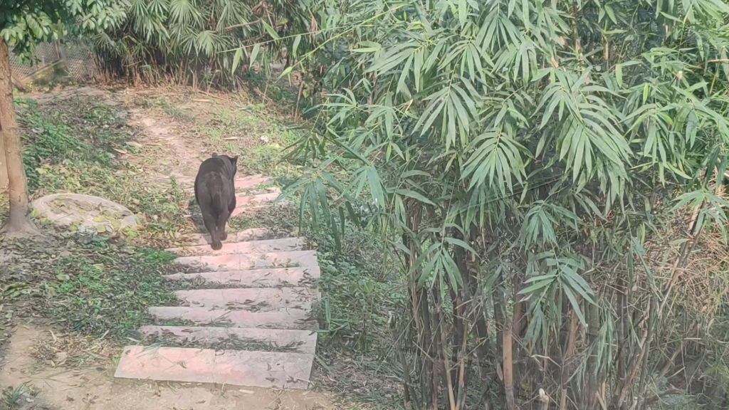 1 6阳光下行走的美洲黑豹