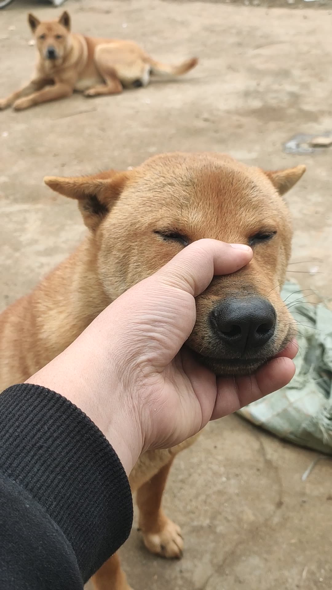 捏住狗嘴巴表情包图片