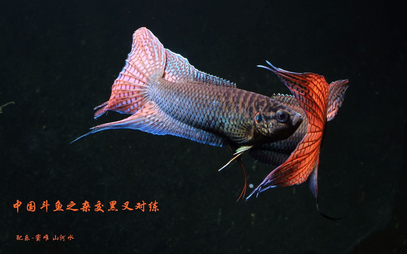 小鱼爱打架中国黑叉尾斗鱼人工改良个体搏击记录