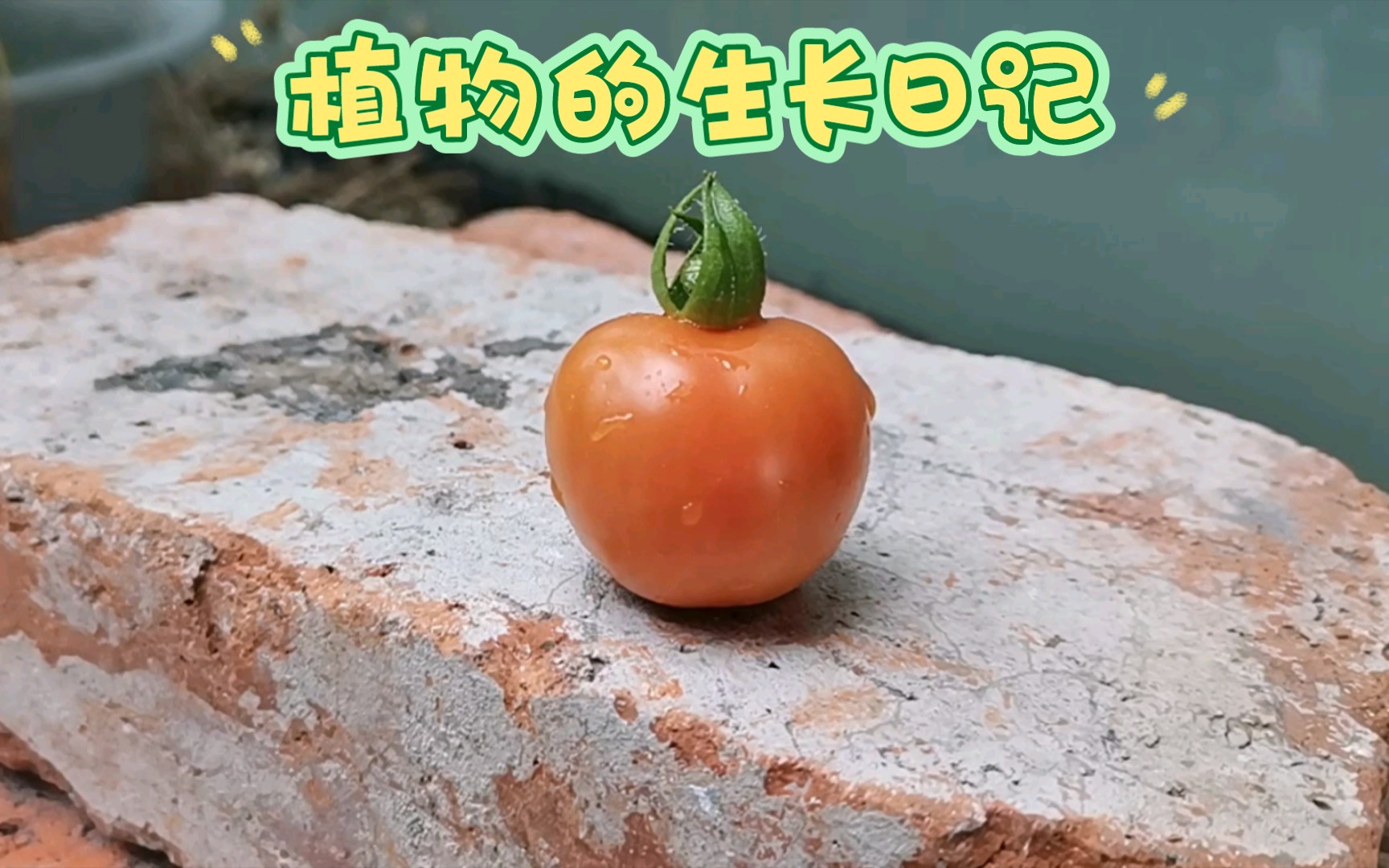 植物的生长日记(二)哔哩哔哩bilibili