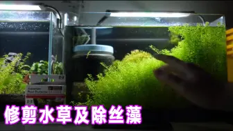 大和藻蝦amano Shrimp 食藻生物水草缸除藻高手祝大家魚人節快樂 哔哩哔哩 Bilibili