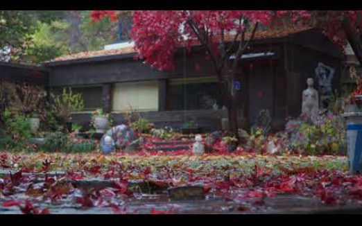 [雨声]秋天下雨的小花园.秋天的低语和雨声,风景,自然的治愈.哔哩哔哩bilibili