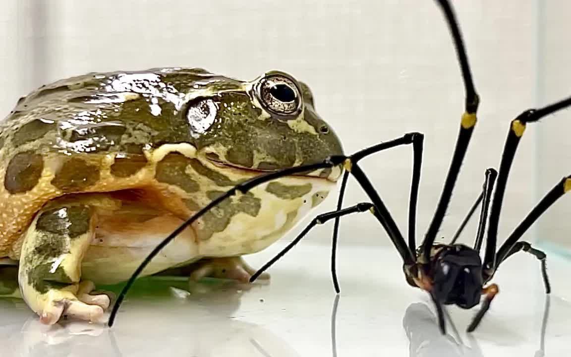 五毒教内战 大牛蛙再战斑络新妇