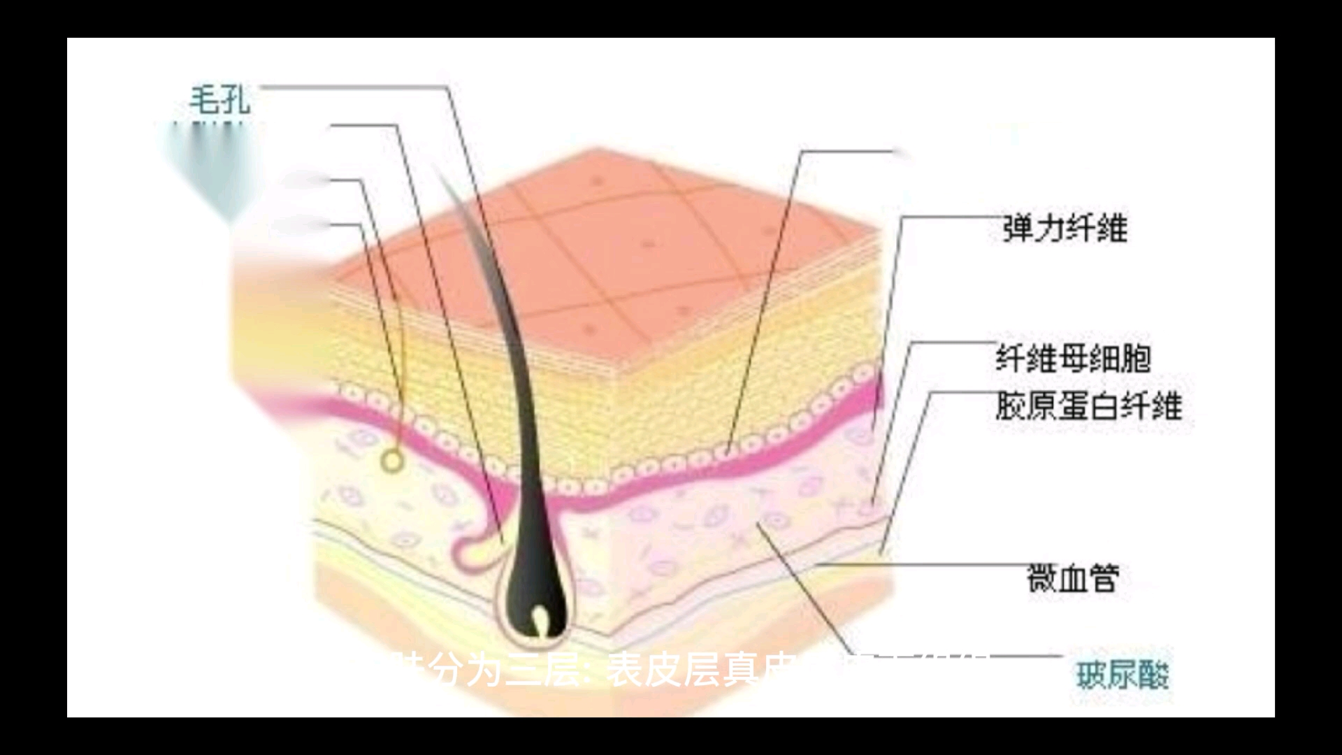 皮肤结构哔哩哔哩bilibili