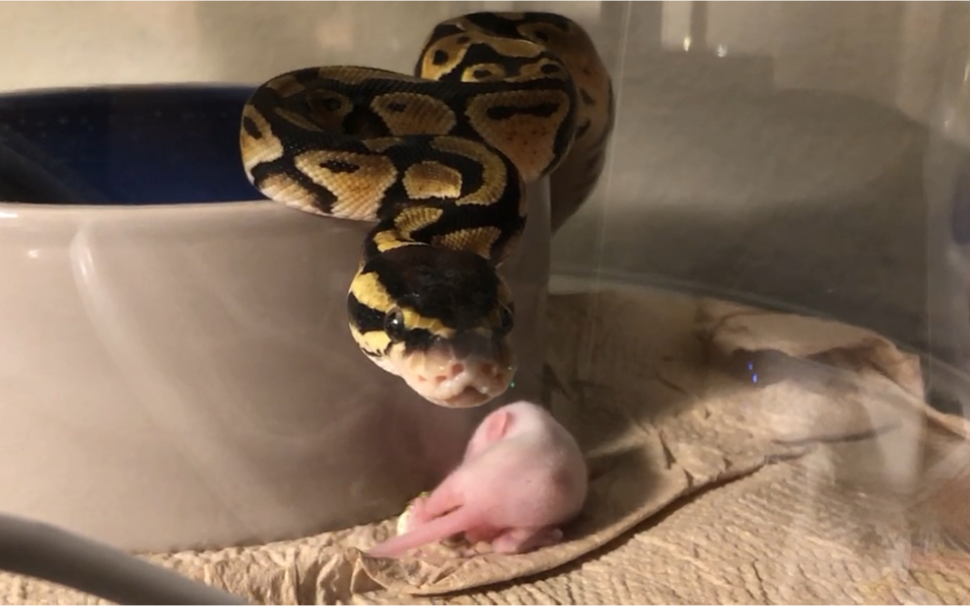 【安置蜡笔球蟒】一个用于和小银做绞杀对比的素材【银条 安蜡】小银