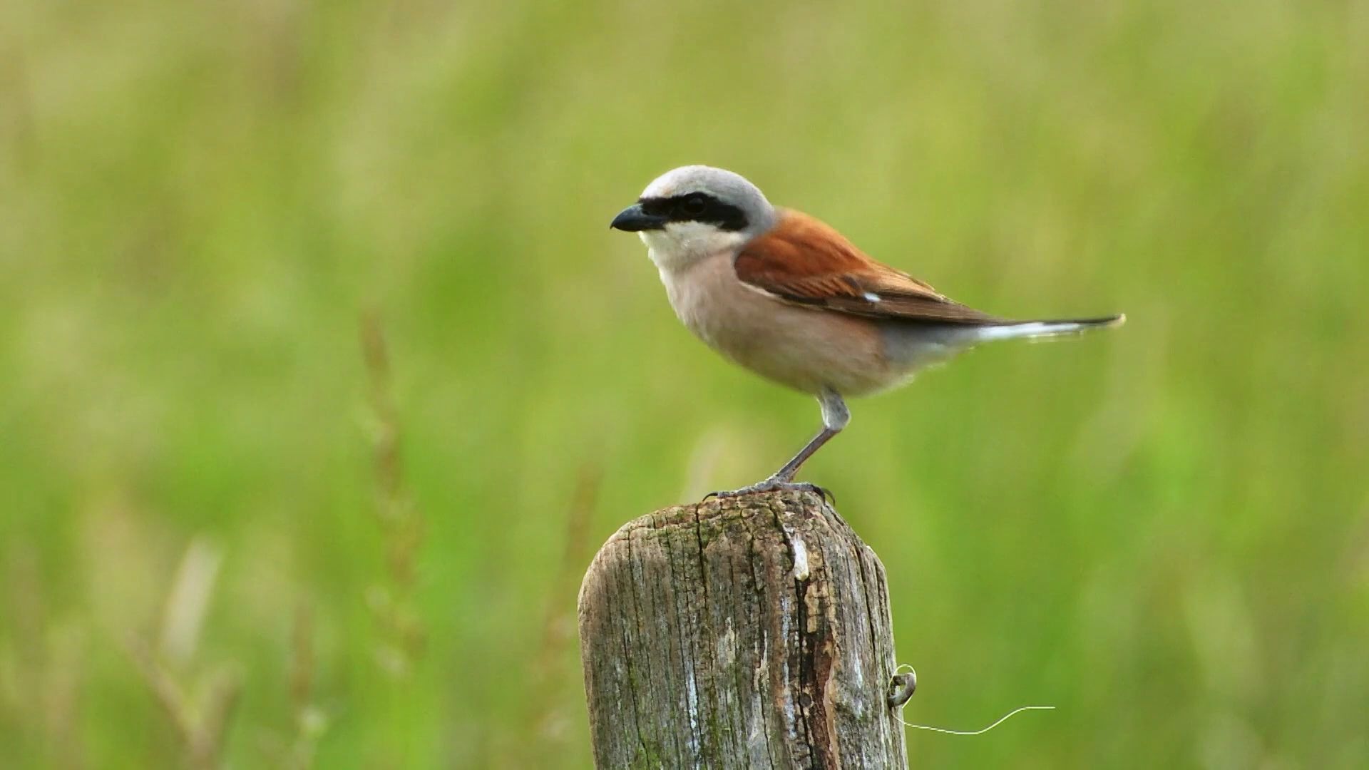 2020环法官方风光宣传片宣传片e12-红背伯劳鸟