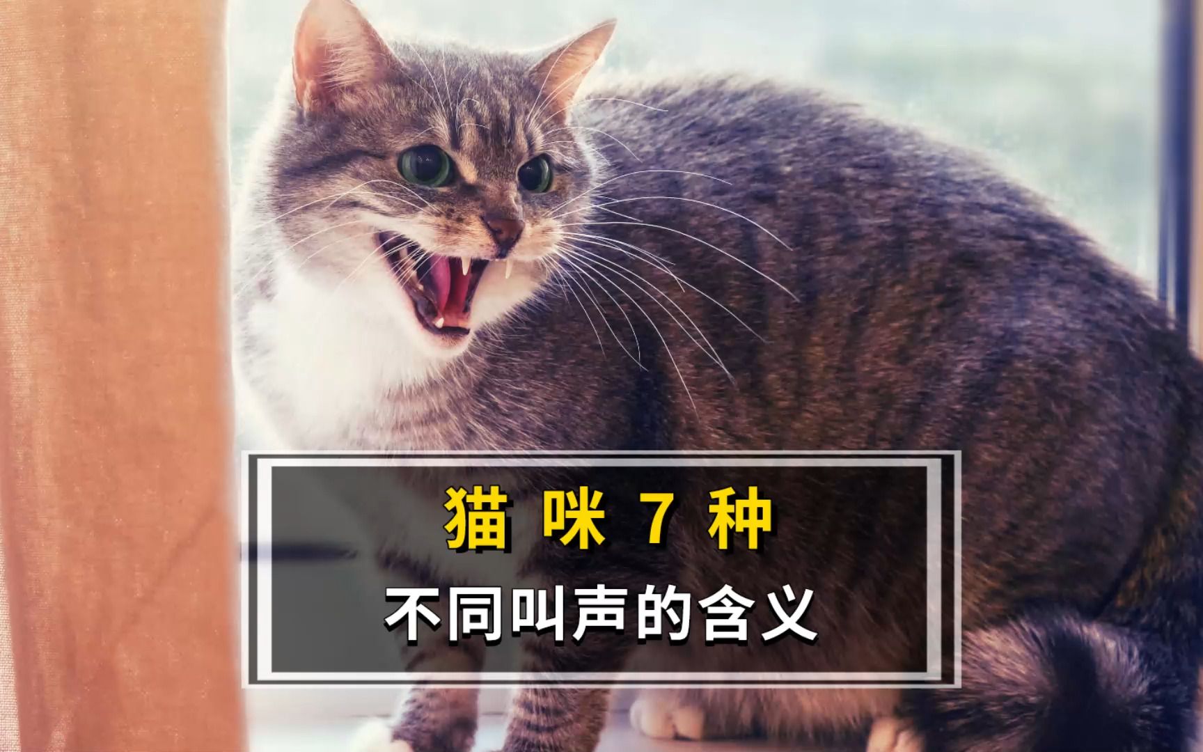 你的猫语几级呢?能听懂猫咪这些叫声吗?