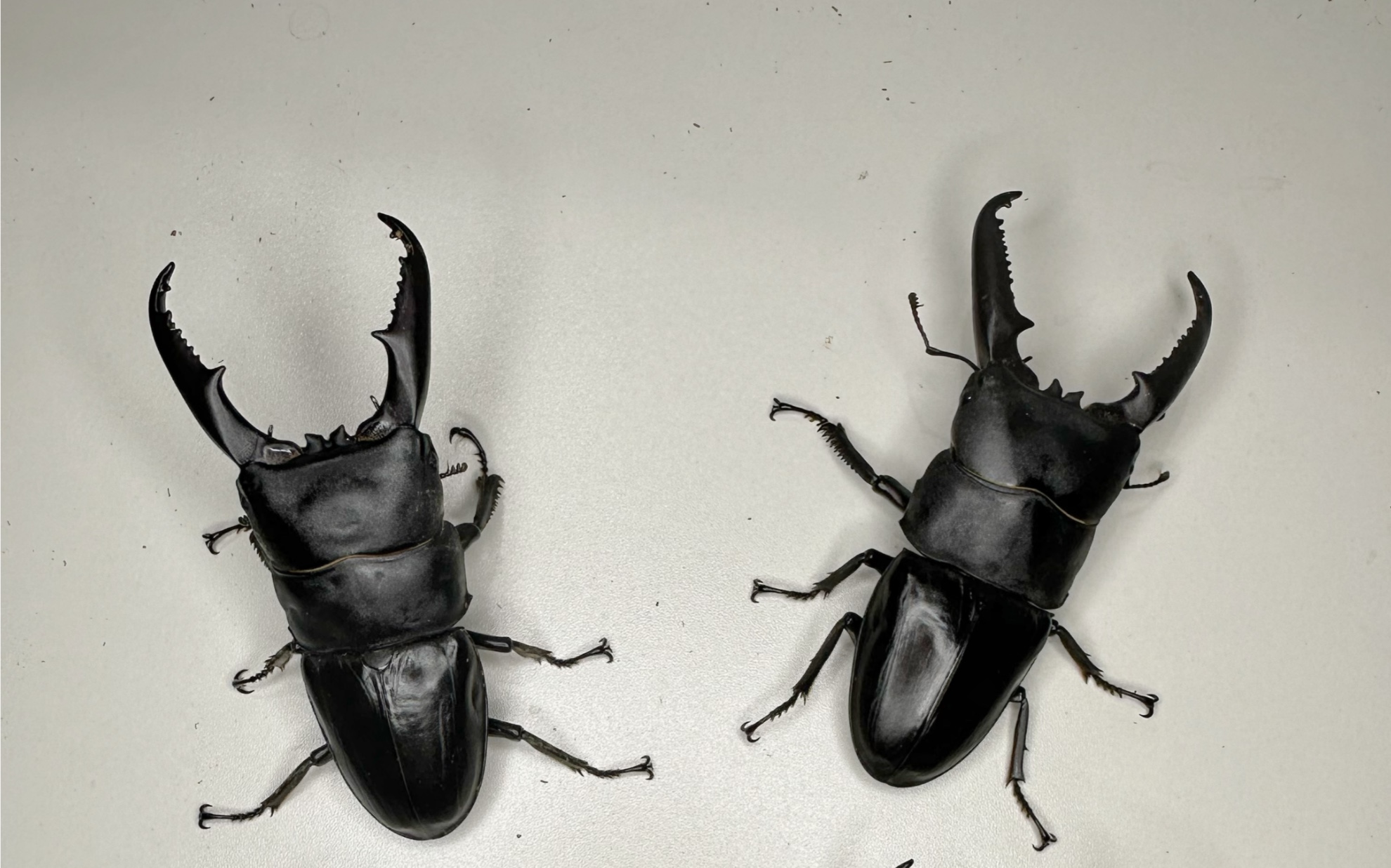 [情报]西南扁86mm目标达成,亲代血线为野虫,第1轮经过驯化和筛选得到