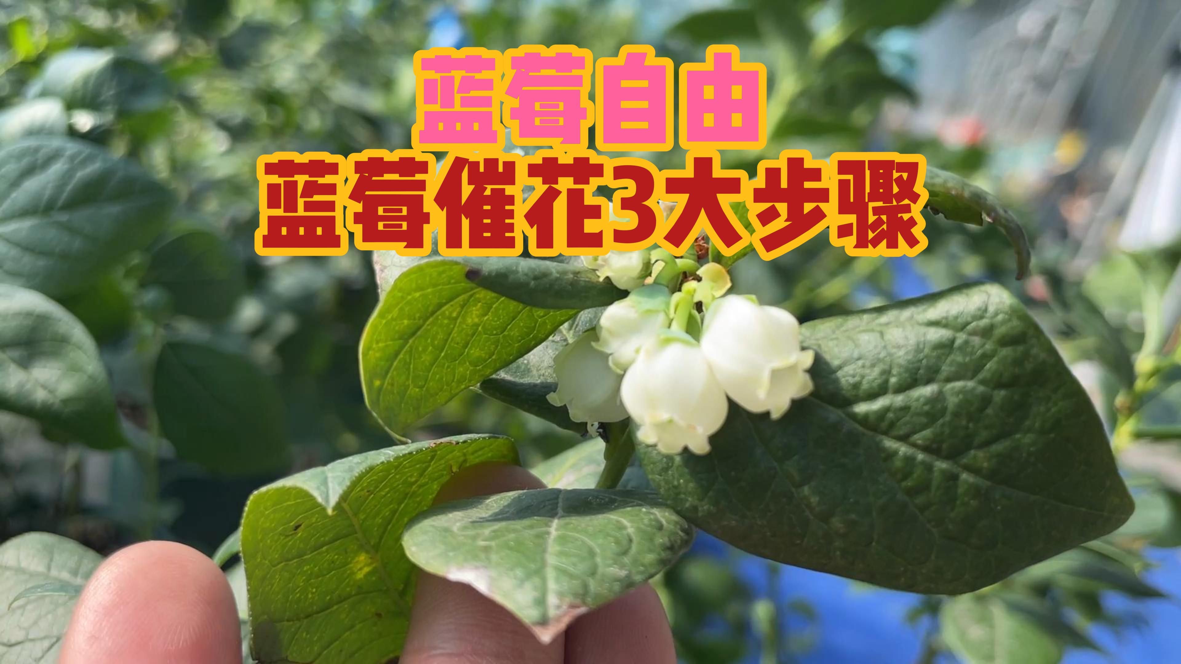 蓝莓催花3个步骤,实现蓝莓自由哔哩哔哩bilibili