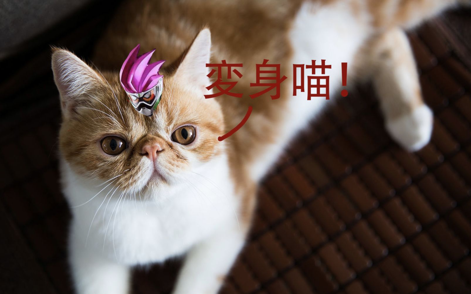 【l桑】看假面骑士的加菲猫见过没有!