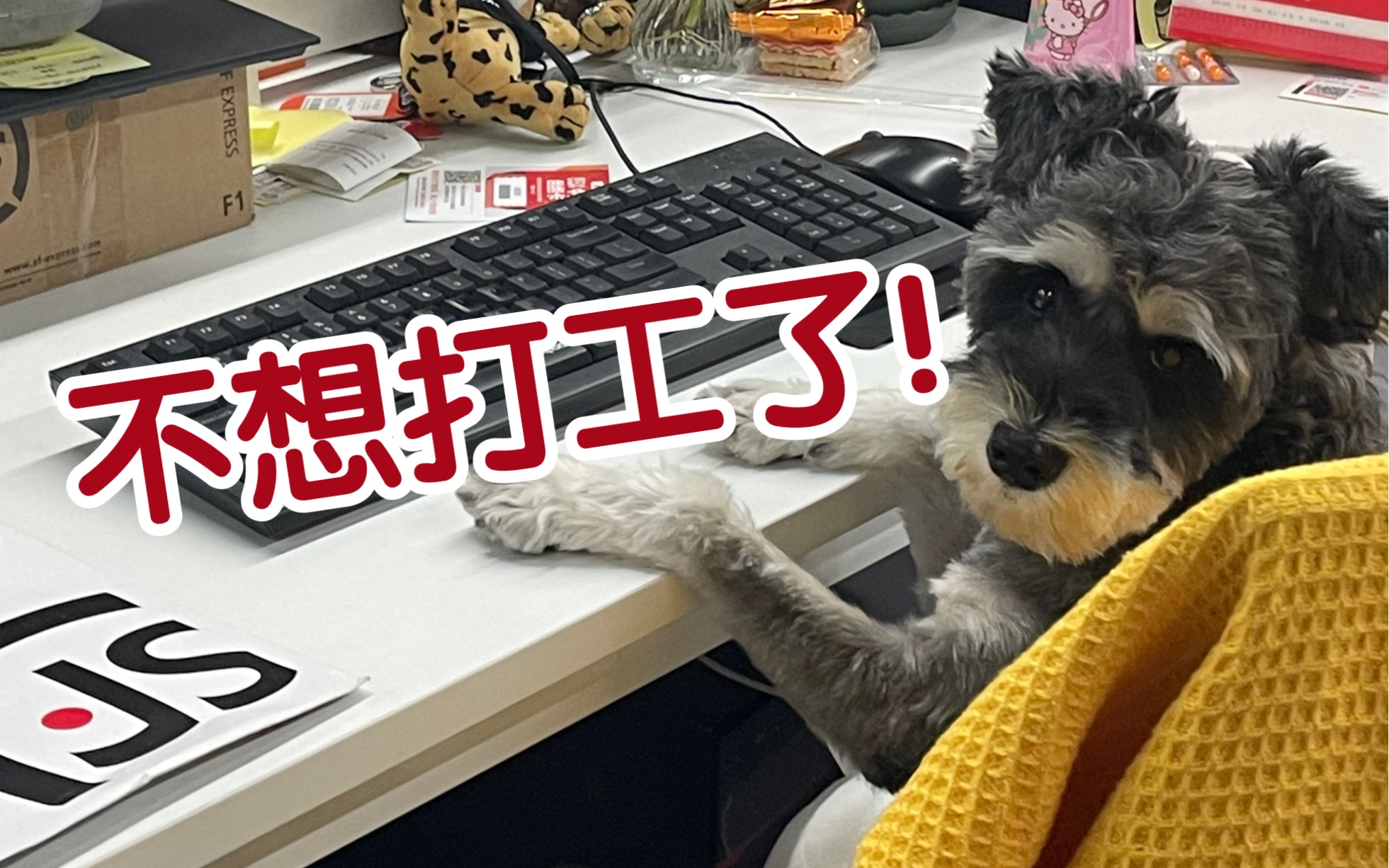 救命我变成狗了