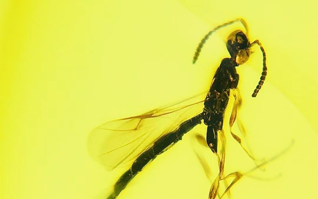 腹部长长的奇葩蜂类,缅甸琥珀中保存的亿万年的长腹细蜂