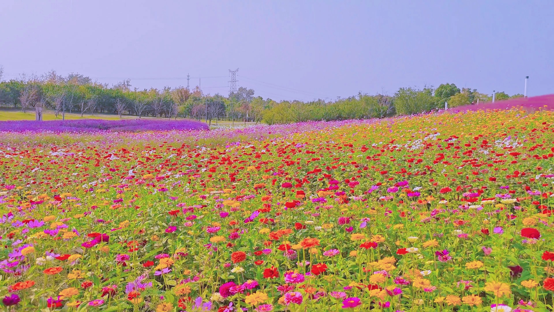 闵行花海公园图片