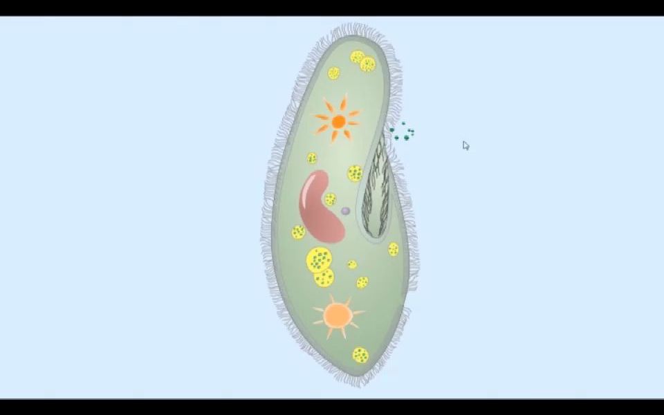 七年级生物 “单细胞生物”之草履虫消化食物的过程哔哩哔哩bilibili