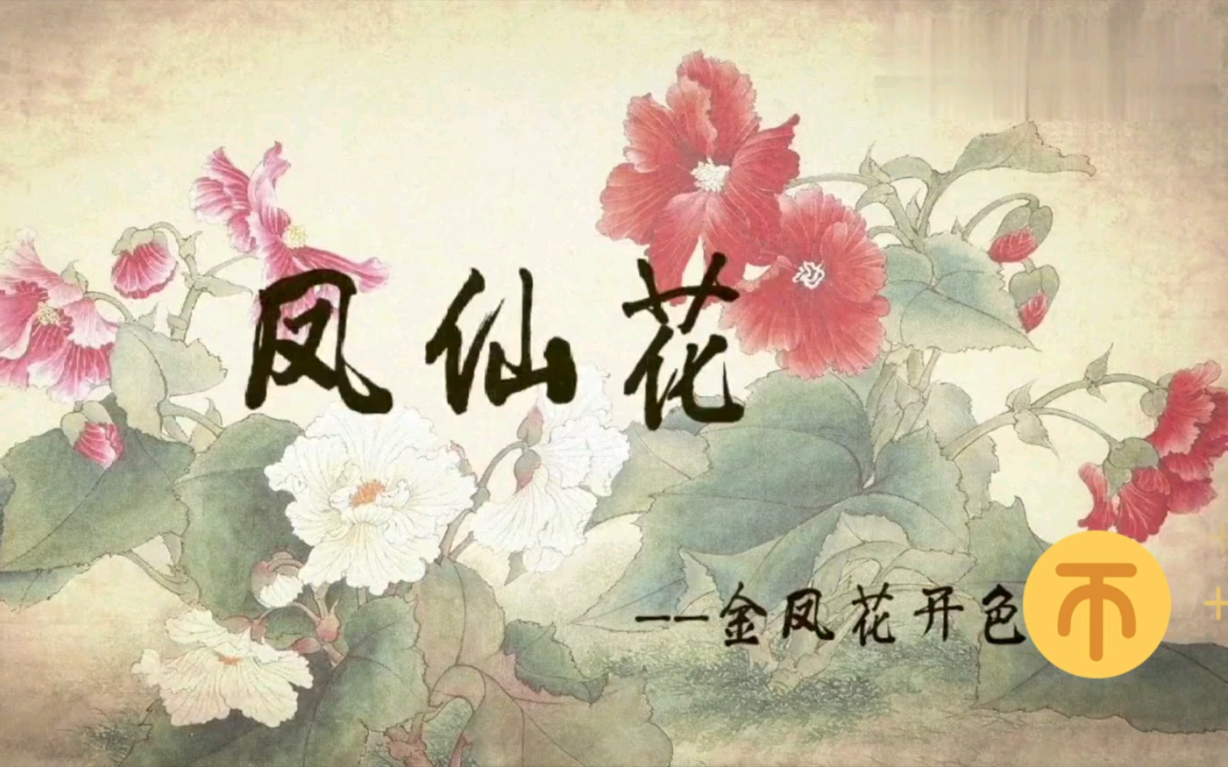 54.凤仙花~金凤花开色最鲜哔哩哔哩bilibili