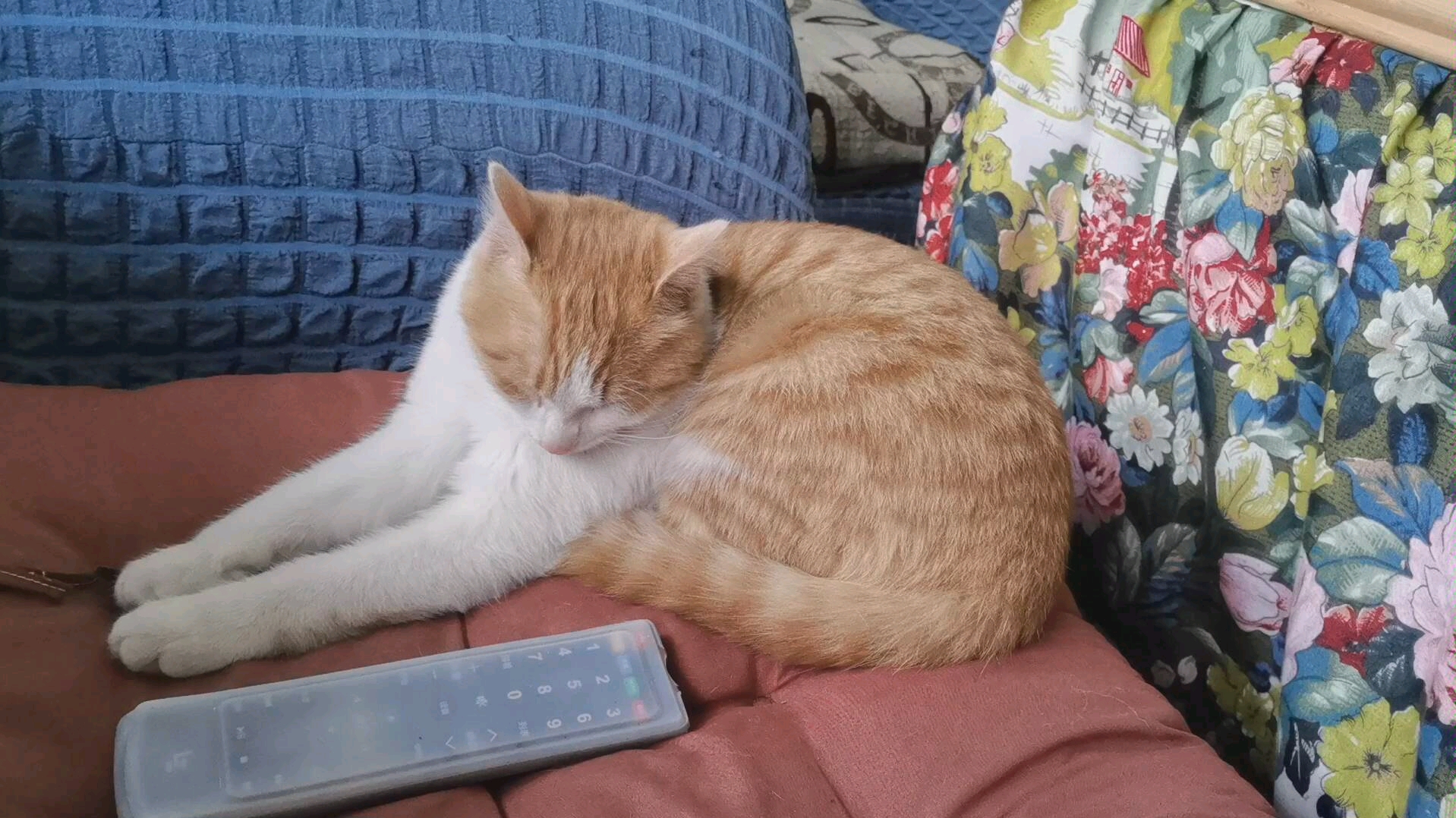 【橘子喵的日常】皱着眉头装睡装的一本正经的憨憨喵!